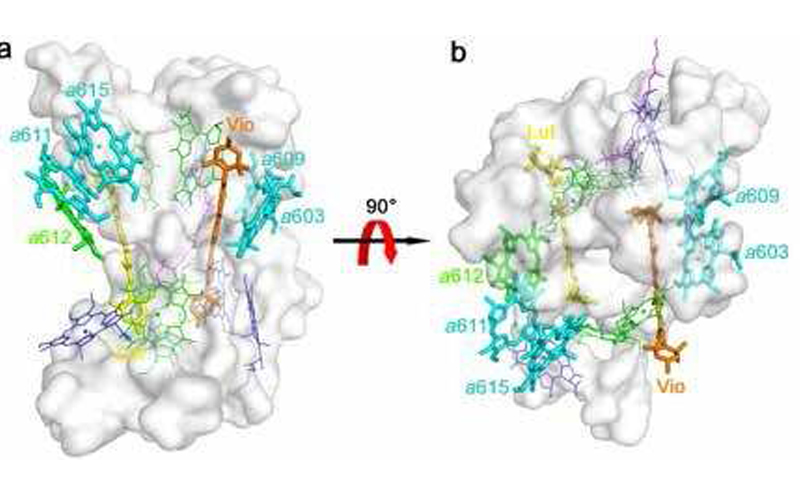 生物大分子的結(jié)構(gòu)和功能