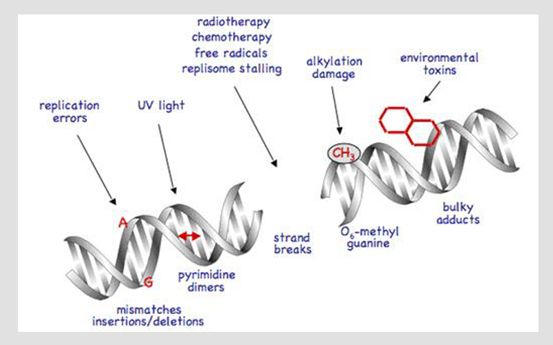生物過程中產(chǎn)生的自由基
