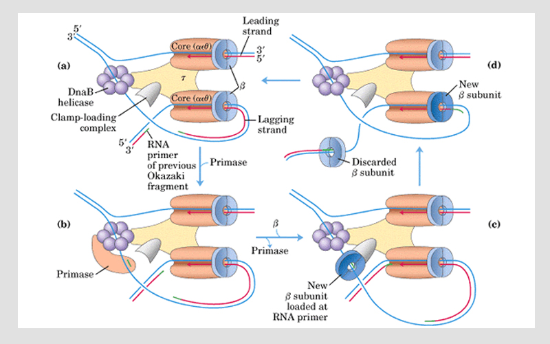 電子順磁共振波譜儀檢測酶和蛋白質
