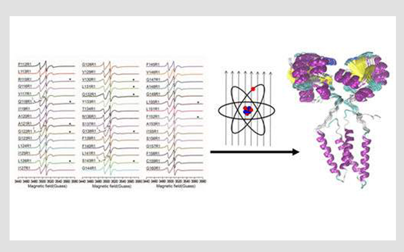 電子順磁EPR 的醫、藥學應用研究