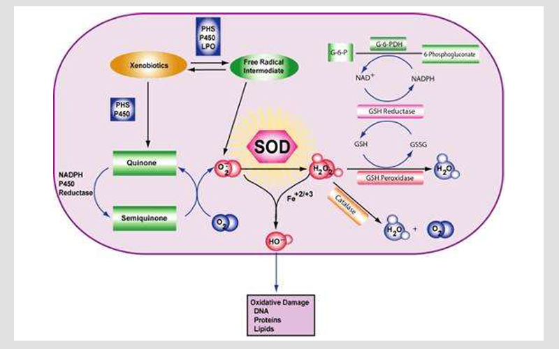 臺式電子自旋共振波譜儀ESR檢測香煙自由基
