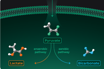 超極化磁共振成像示蹤劑
